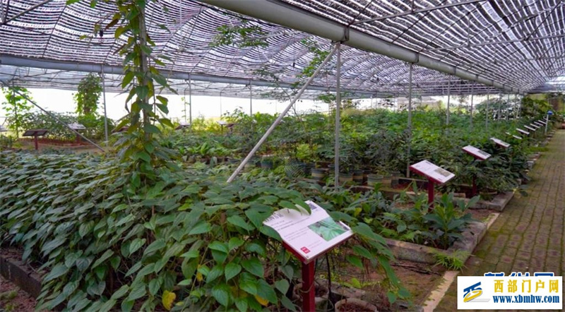 “山上种药 山下制药 山中康养”——广西金秀打造“瑶医药之都”(图2)