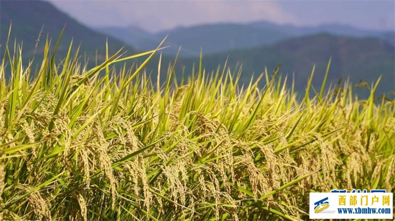 云南永仁“幸福里”水稻基地迎丰收(图1)