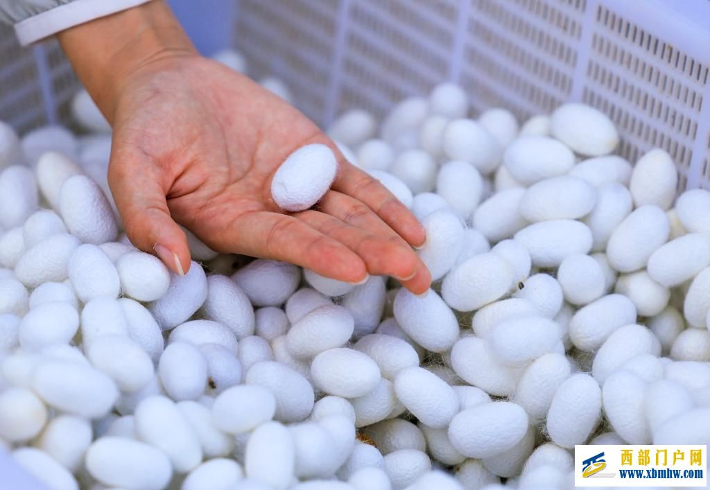 新疆乌苏：桑蚕茧产业拓宽乡村振兴新“丝”路(图2)