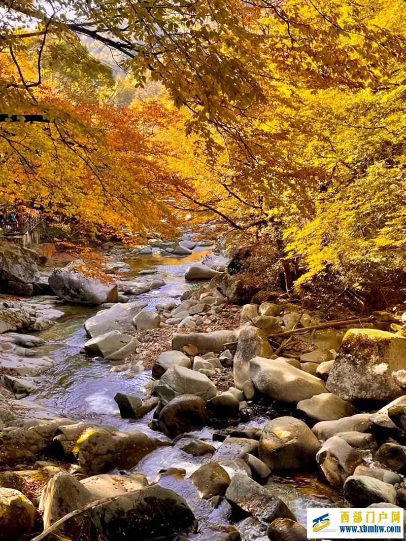 光雾山红叶最佳观赏期已至(图1)