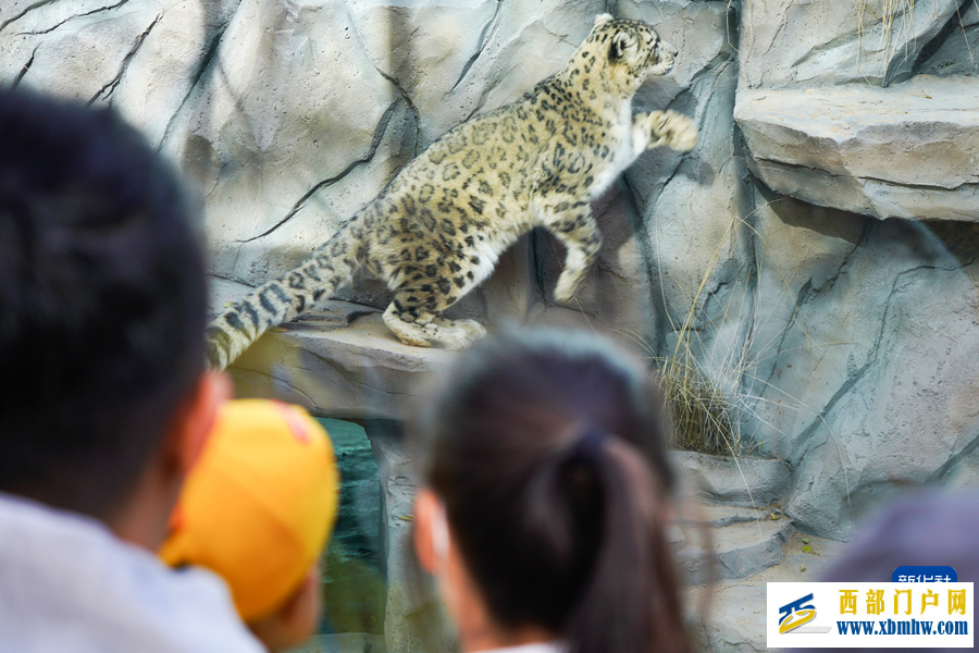 西宁野生动物园豹馆焕新改造完成(图4)