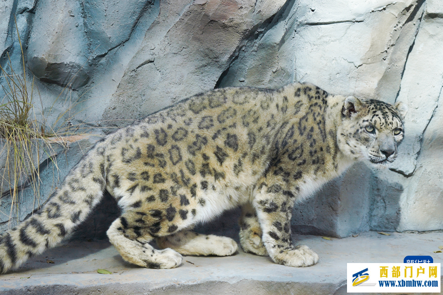 西宁野生动物园豹馆焕新改造完成(图6)