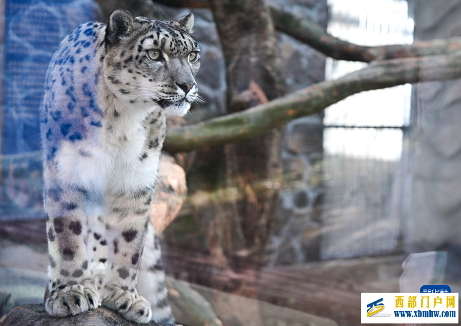 西宁野生动物园豹馆焕新改造完成(图9)
