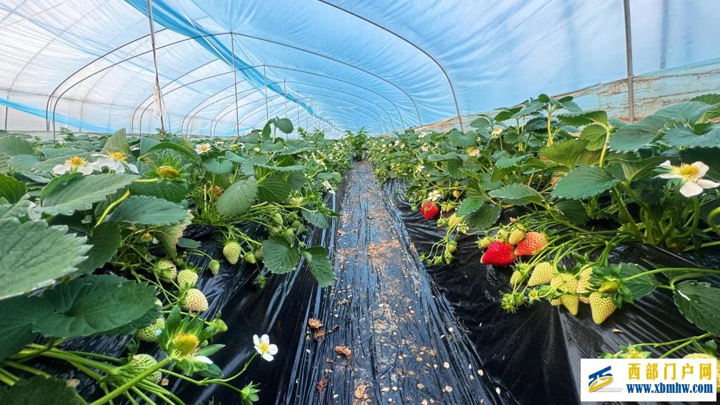 陕西眉县:冬日草莓迎来采摘季(图2)